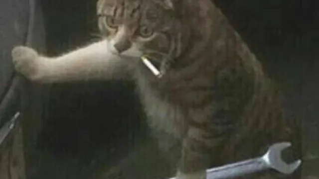 捏脸解锁器 ACU - 简体中文翻译 封面